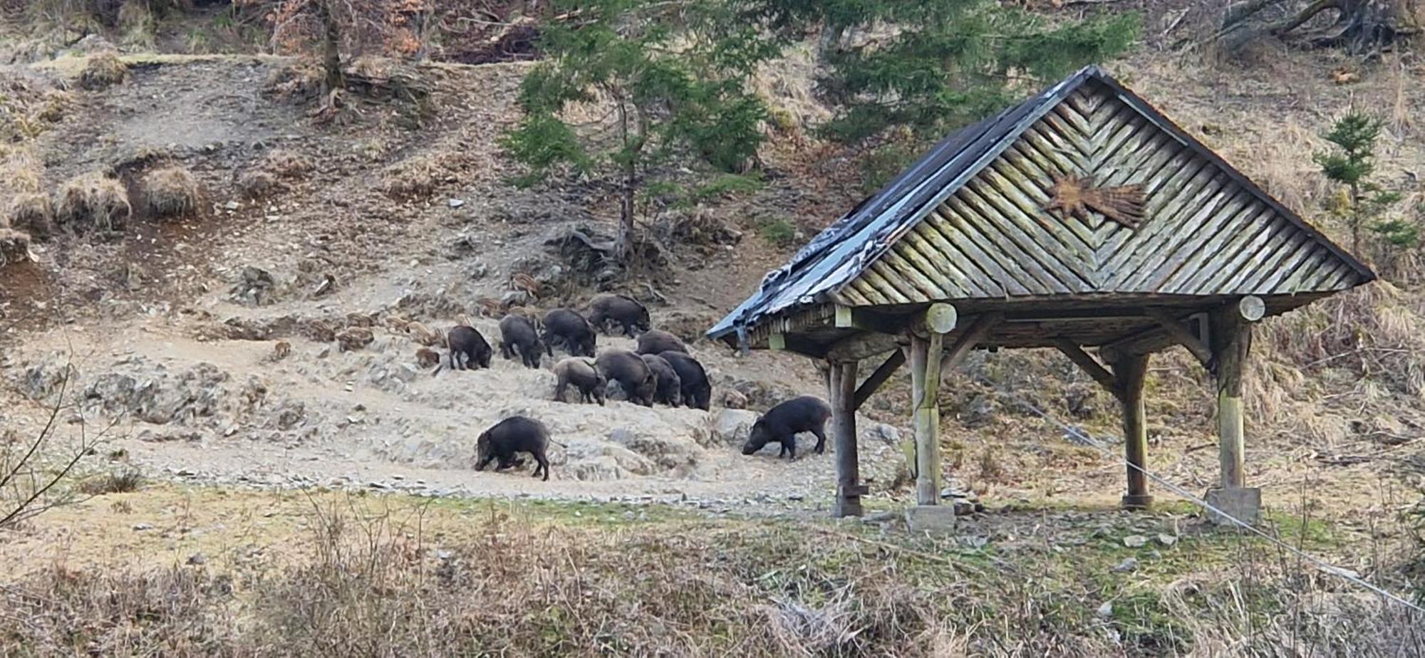 Ferienwohnung Schwarzer Hirsch Wieda Luaran gambar